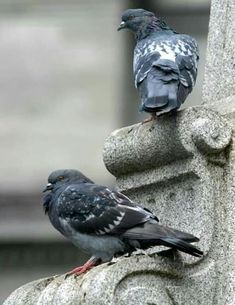 two pigeons sitting on top of a stone pillar