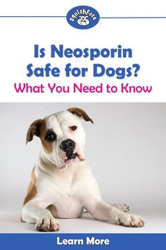 Human approaches aren't always the best for dogs so we're diving into how safe is Neosporin on dog skin irritation and boo boo's. In this blog by post Squishface you'll also learn some dog skin care options you may not be aware of that we think you'll love when it comes to providing dog skin relief for your pup. Head to Squishface where you'll find these helpful dog care tips and the answer about if Neosporin is safe for dogs. Read now! | dog remedies Dog Skin Irritation Remedies