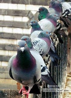 a group of pigeons sitting on top of a metal fence