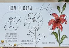 the instructions for how to draw a lily