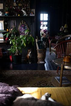 a living room filled with furniture and lots of plants