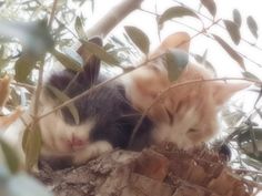 two kittens are sleeping in the branches of a tree