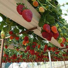 strawberries hanging from the ceiling in a greenhouse