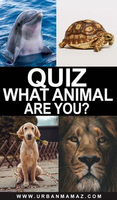 four different pictures with the words quiz what animal are you? and an image of a dog, a dolphin, and a turtle