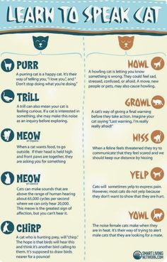 a poster with instructions on how to speak cat