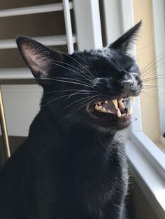 a black cat with its mouth open and it's teeth wide open looking out the window