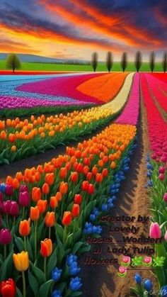 a field full of colorful tulips under a cloudy sky