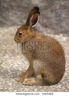 a brown rabbit sitting on top of a stone floor