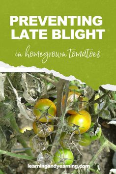 an image of tomatoes growing on the plant with text overlay that reads preventing late blight