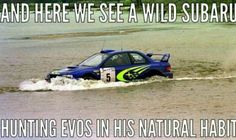 there is a car that is in the water and it says, and here we see a wild subarunt hunting evos in his natural habitat