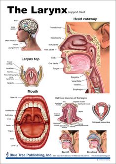 the anatomy of the mouth and throat with labels on it, including an image of the tongue