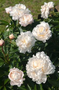 some white and pink flowers in the grass