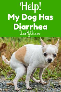 Help! My Dog Has Diarrhea Extra Large Dog Breeds, Stomach Remedies, Agility Training For Dogs, Basic Dog Training, Pet Ideas, Dog Training Techniques, Dog Tips, Upset Stomach