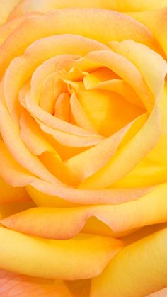 a close up view of the center of a pink and yellow rose with its petals