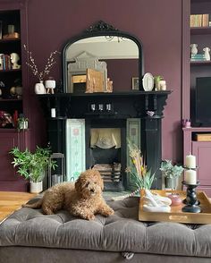 a brown dog sitting on top of a couch in front of a fire place with a mirror above it