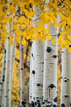 a grove of trees with yellow leaves in the foreground and black birds perched on them