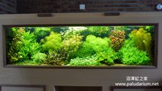 an aquarium filled with lots of green plants