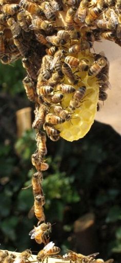 many bees are clustered together in the middle of their hives, and one is hanging upside down