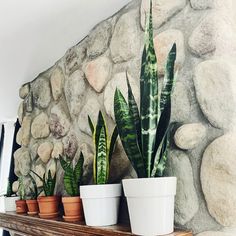 several potted plants sit on a shelf in front of a stone wall with rocks