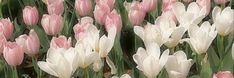 many pink and white tulips in a field