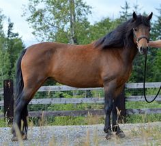 a brown horse standing next to a wooden fence