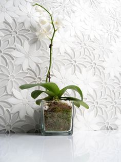 a white orchid in a square glass vase with moss and rocks on the bottom, against a wallpapered background