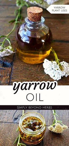 Discover the wonders of Yarrow Oil in our Yarrow Plant Uses & Yarrow Flower Benefits collection. Extracted from yarrow leaves and flowers, this oil offers deep nourishment and restoration for the skin. Its healing properties are beneficial for wound healing, acne treatment, and enhancing hair or scalp health. Embrace the natural, healing power of yarrow in your wellness routine. Find more Natural Herbs, Herbs for Health, and Natural Remedies at simplybeyondherbs.com. Benefits Of Yarrow, Apothecary Ideas, Yarrow Oil, Healing Acne, Yarrow Plant, Yarrow Flower