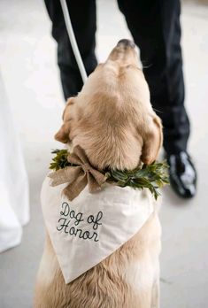 a dog wearing a bag with the words dog of honor on it's back