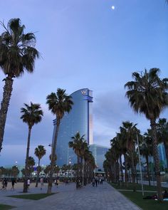 palm trees line the sidewalk in front of a tall building