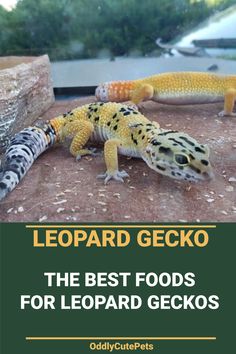 the best foods for leopard geckos