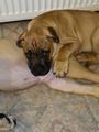 a brown dog laying on the floor next to a radiator with its paw in it's mouth