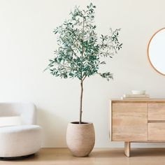 a potted plant sitting on top of a wooden table next to a white chair