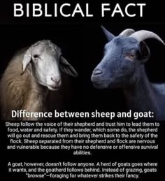 two goats facing each other in front of a black background with the words biblical fact