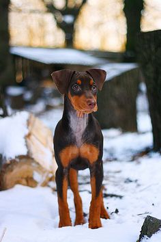 a brown and black dog standing on top of snow covered ground next to some trees