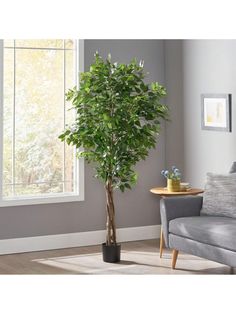 a potted tree in a living room next to a couch