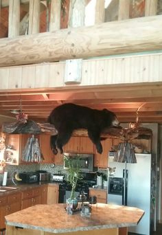 Squirrel Tail Mount, How To Hang A Bear Skin Rug On Wall, Deer House Decor, Coyote Mounts Ideas, Black Bear Mounts Taxidermy, Taxidermy Shop Ideas, Animal Mounts Decor, Deer Mounts Ideas, Bear Mounts Taxidermy