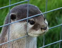 an animal that is looking through the fence