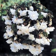 white flowers are hanging from a wire in front of some green leaves and trees on a sunny day