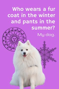 a white dog sitting in front of a purple background with the words, who wears a fur coat in the winter and pants in the summer?