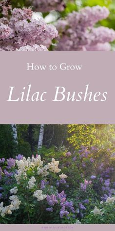 lila bushes with the words how to grow lilac bushes in front of them