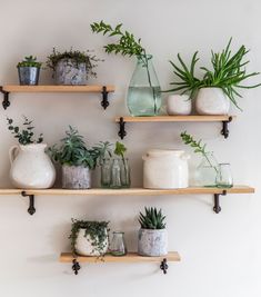 some shelves with plants and vases on them