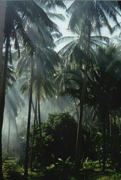 the sun shines through palm trees in an area with lush green grass and vegetation