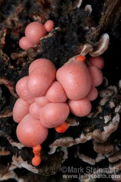 a group of pink mushrooms growing on the side of a tree