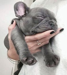 a person holding a small gray dog in their arms with it's eyes closed