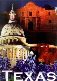 the texas state capitol building with a cow in front of it and purple flowers on the foreground