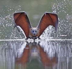 a bat flaps its wings over water as it dives into the lake to catch food