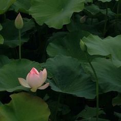 there is a pink flower that is in the middle of some water lilies with green leaves