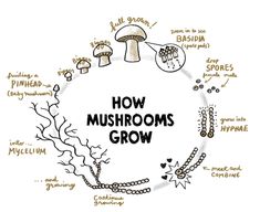 the words how mushrooms grow are arranged in a circle