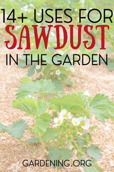 Most people consider sawdust to be little more than the garbage waste left over after a tree removal, but it actually has a ton of uses around the garden. Find out more about how you can use sawdust in the garden here. rnrn#gardening #sawdust #gardentip #gardenhack Planting In Sandy Soil, Backyard Vegetable Gardens, Gardening Hacks