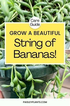 a potted plant with the words grow a beautiful string of bananas